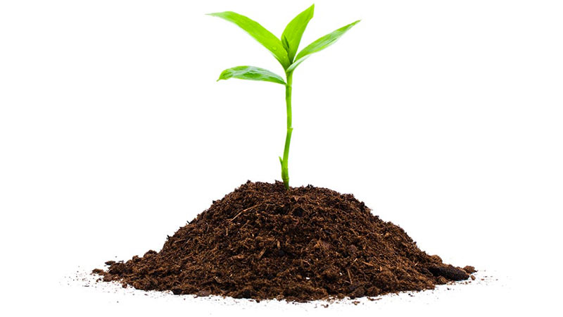 advancedmd-graphics-plant-grow