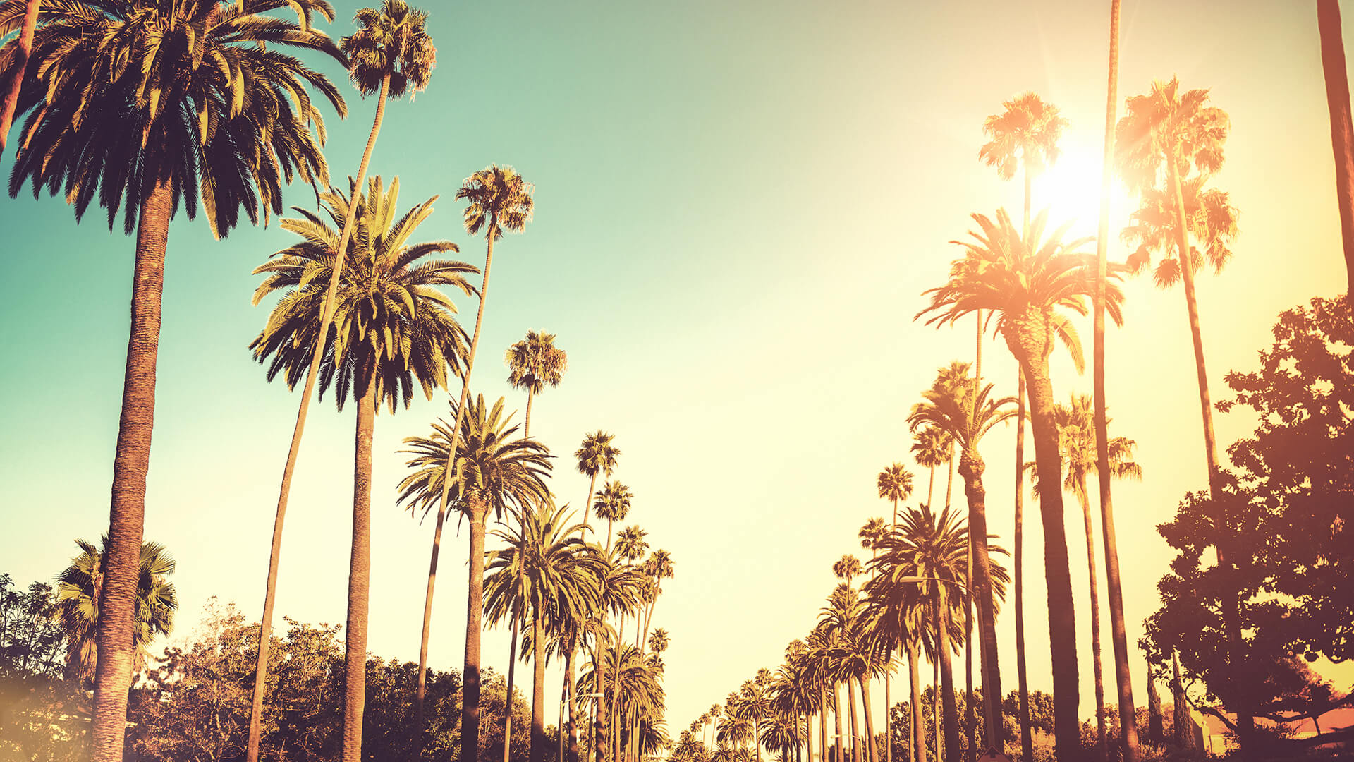 California Palm Trees | AdvancedMD