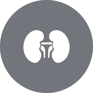 Nephrology Icon